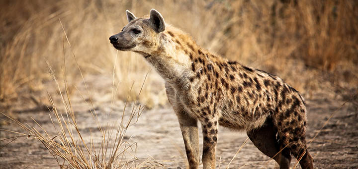 REAL MADRID en acciones jurídicas por video donde los comparan con hienas.