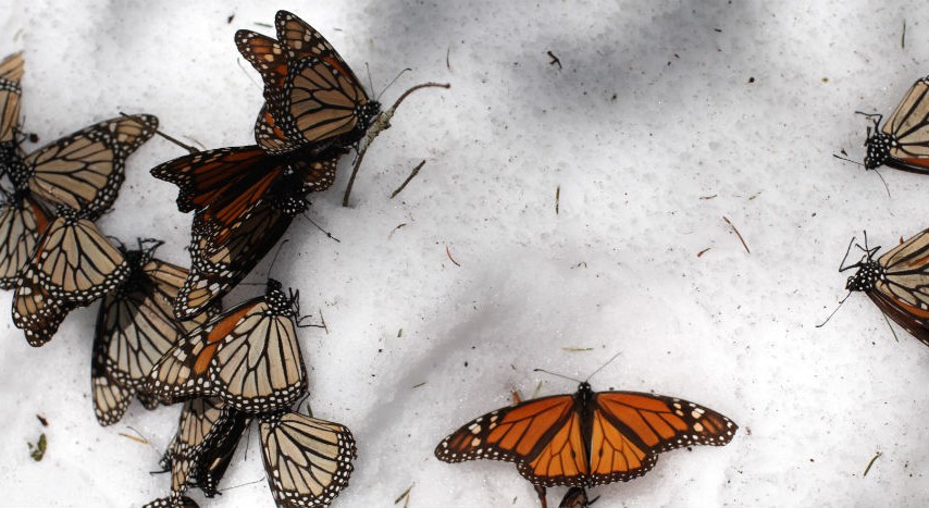 El frío sepulta el santuario de mariposas monarcas.